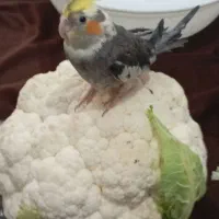 گمشده به یابنده مژده گانی داده میشود