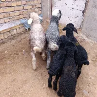 بره نر شیرمست خوراک خور درج 1