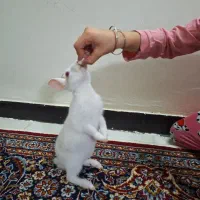 خرگوش|موش و خرگوش|تهران, قصر فیروزه ۱|دیوار