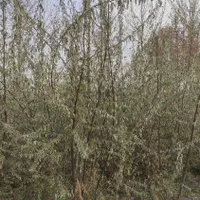 اب شور اسدی نهال و بوته و|خدمات باغبانی و درختکاری|برخوار, |دیوار