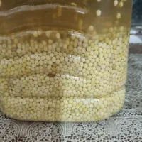 تخم حلزون وحلزون