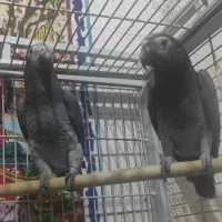 کاسکو شکلاتی نر وماده