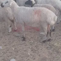 عکس|حیوانات مزرعه|اصفهان, دارک|دیوار
