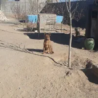 سگ ژرمن|سگ|مشهد, رده|دیوار