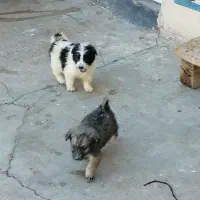 سگ  قدرجونی|سگ|مسجد سلیمان, |دیوار