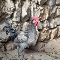 خروس جوان