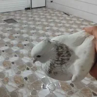 کبوتر بالق تهرونی و ساتن شامی