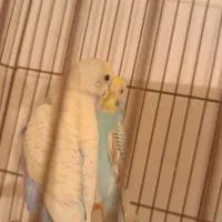 مرغ عشق پروانه ای رینبو اسپانگل