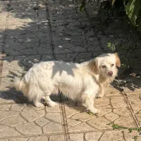 سگ اشپیتز