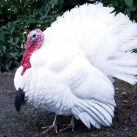 بوقلمون گوشتی زنده