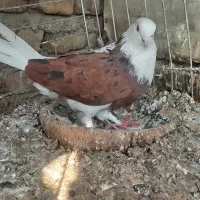 کبوتر پرشی|پرنده|آزادشهر, |دیوار