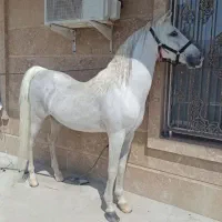 فروش کره نریان دره شور  ۲سال|اسب و تجهیزات اسب‌سواری|نی‌ریز, |دیوار