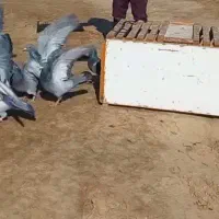جوجه پلاکی مسافتی نسل مولر و نروی جانسن