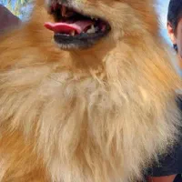 سگ پامرین روباهی|سگ|سیاخ دارنگون, |دیوار