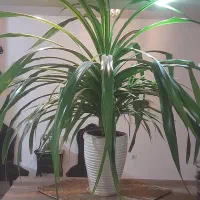 گل پاندانونس بزرگ و قشنگ