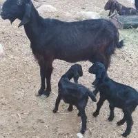 حیوانات
