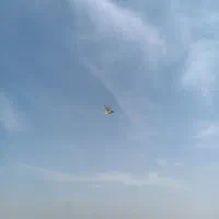 کفتر سرور دم سفید|پرنده|فردیس, شهرک ناز|دیوار