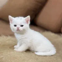 گربه|گربه|ری, اقدسیه|دیوار