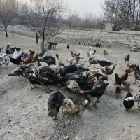 فروش مرغ و خروس وبوقلمون|حیوانات مزرعه|مشگین شهر, |دیوار