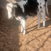 گوساله ماده