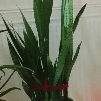 گل طبیعی|گل و گیاه طبیعی|شاهین دژ, |دیوار