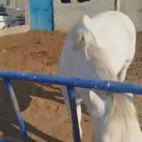 اسب|اسب و تجهیزات اسب‌سواری|پیشوا, |دیوار