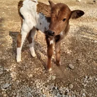 گوساله ماده شیری سمینتال