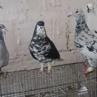 دوبال افشون دوبال سبز|پرنده|شوش, |دیوار