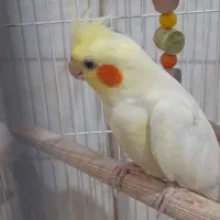 طوطی عروس زعفرانی|پرنده|همدان, |دیوار