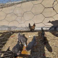 مرغ محلی و گلین تخم گذاری و کرک شو|حیوانات مزرعه|زرقان, |دیوار