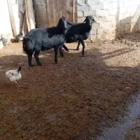 بره قوچ های یک دندان|حیوانات مزرعه|شاهین دژ, |دیوار