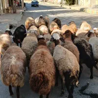 جوان ومالچه ۳۴راس میش یا گوسفند آبستن داشتی|حیوانات مزرعه|سنندج, |دیوار
