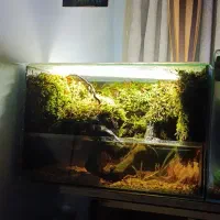 پالاداریوم