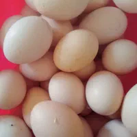 تخم مرغ محلی