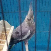 عروس هلندی ماده