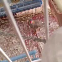 یک عدد مرغ عشق ویک عددفنج فروشی