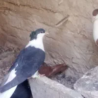 کفتر|پرنده|تربت‌حیدریه, ده پائین|دیوار