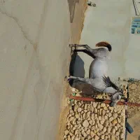 اسب مادیون به همراه کره