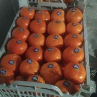 خرید وفروش خرمالو|خوردنی و آشامیدنی|سیلوانه, |دیوار