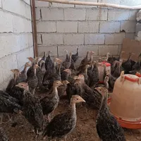 جوجه بوقلمون|حیوانات مزرعه|تبریز, |دیوار