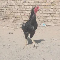 خروس لاری ی تیغ مشکی