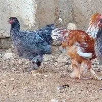 نیمچه برهما مرغ و خروس|حیوانات مزرعه|شیراز, دارالرحمه|دیوار