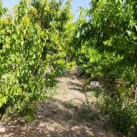 فروش باغچه ۳۰۰ متری/مدارک تکمیل/درختان قدیمی /|فروش زمین و ملک کلنگی|اسلام‌شهر, مطهری|دیوار