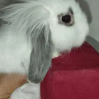 بچه خرگوش لیو هند و لپ|موش و خرگوش|پاوه, |دیوار