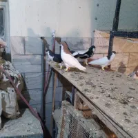 شصتی|پرنده|محمدیه-قزوین, |دیوار