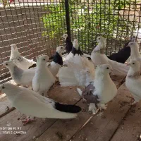 معاوضه تعدادی کبوتر