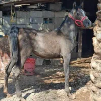 کره مادیون یکسر