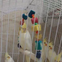 عروس هندی