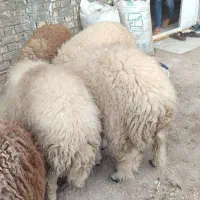 بره نر|حیوانات مزرعه|خرمشهر, |دیوار