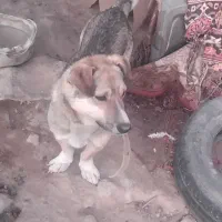 سگ نگهبان|سگ|سراجو, |دیوار